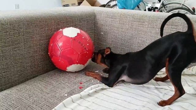 Pincher Chiko and ball (Пинчер Чико и мяч) смотреть онлайн