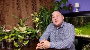 Мирт. Уход в домашних условиях