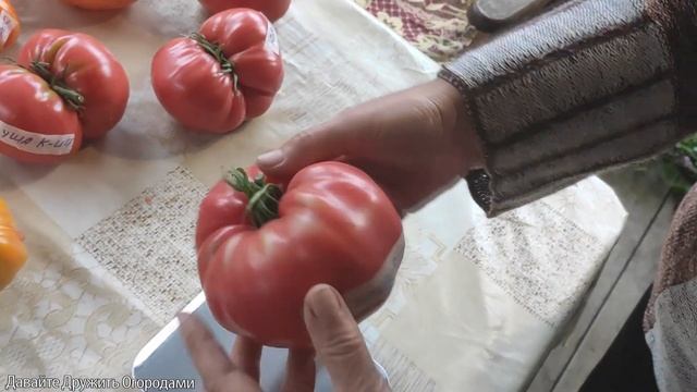 Огромные томаты ! САМЫЕ БОЛЬШИЕ ИЗ НАШЕЙ КОЛЛЕКЦИИ смотреть онлайн