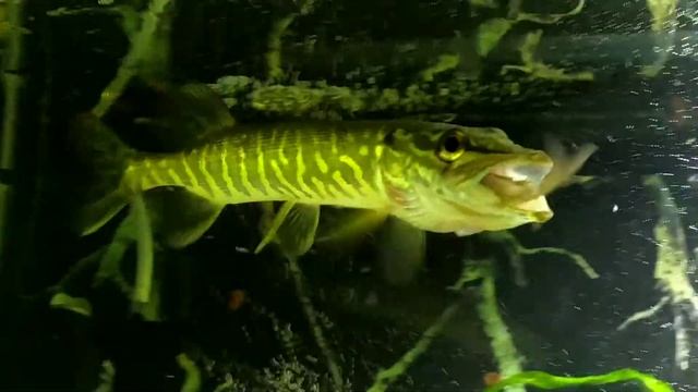 ЩУКА В АКВАРИУМЕ. ЗИМНИЙ ЖОР. смотреть онлайн