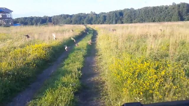 Куропатки или перепелки :) смотреть онлайн