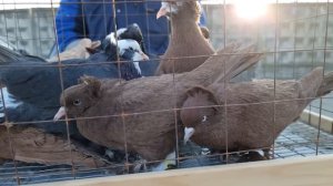 Голуби цены Птичий рынок г Беслан