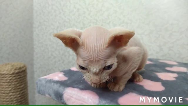 Работа дочери. У нас появился малыш!!! смотреть онлайн