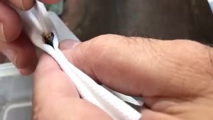 Как выкормить жабенка (лягушонка) доходягу, который не ест или перестал есть. (часть 3)