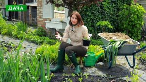 ЛУК ПОРЕЙ - все о выращивании: рассада, высадка в грунт, уход, удобрения, сбор урожая