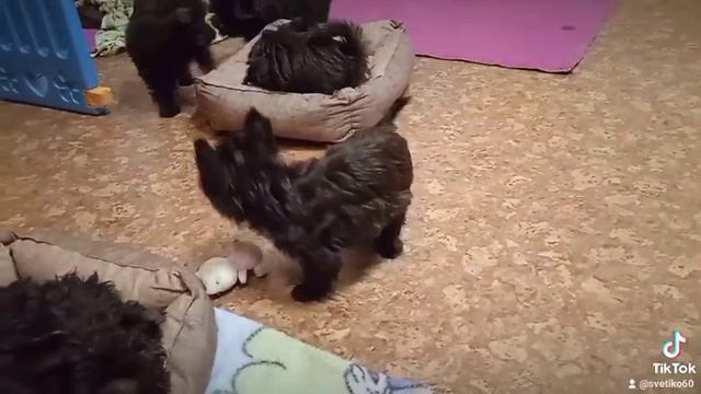 Шоколадный йорк  продажа щенки