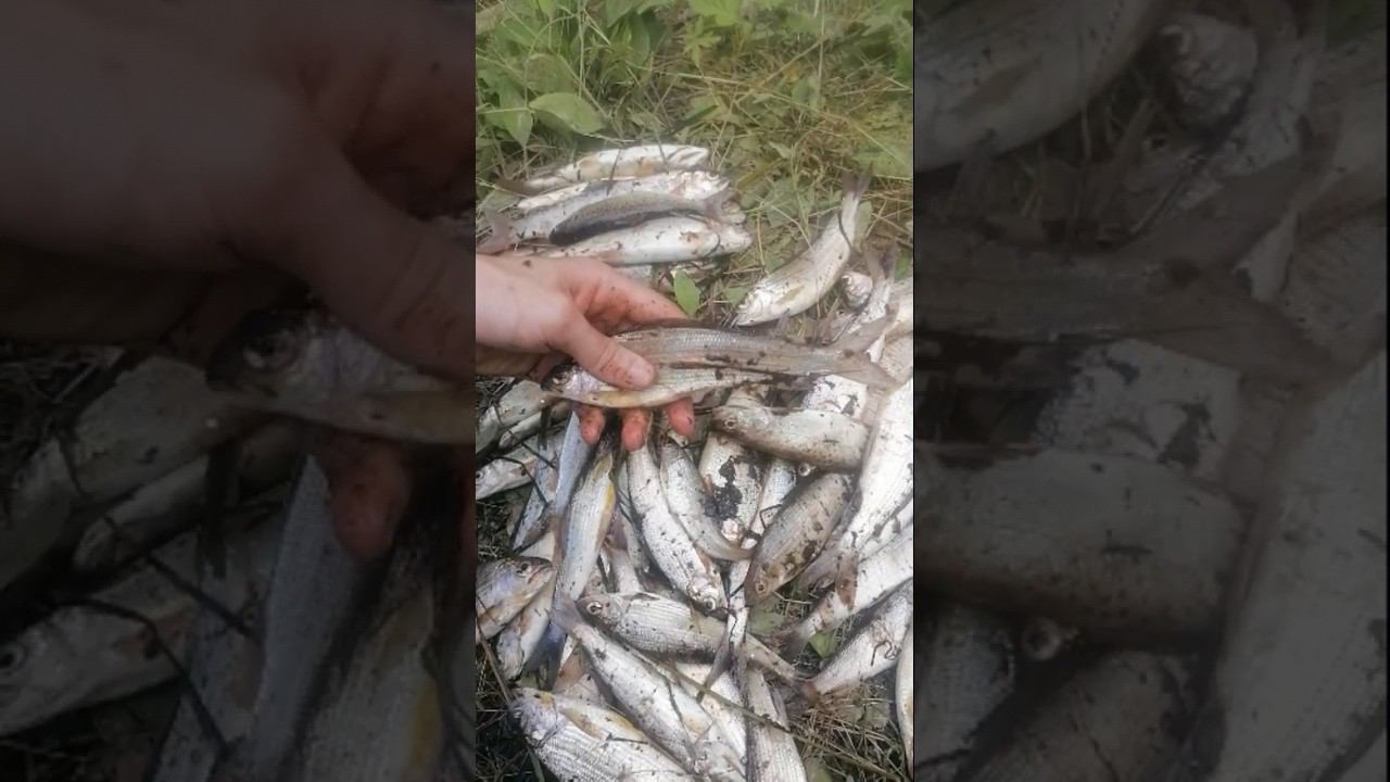Горная рыбалка на ХАРИУСА и ЛЕНКА #моярыбалка #рыбалка #fishing #fish #горнаярыбалка