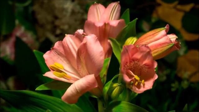 Всё Для Тебя. С Днём Рождения Любимая !!! смотреть онлайн