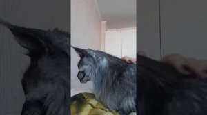 Кот менкун разговаривает