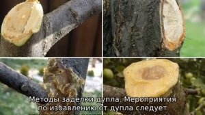 Как заделать дупло в яблоне