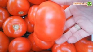 Бодерин F1 томат Syngenta