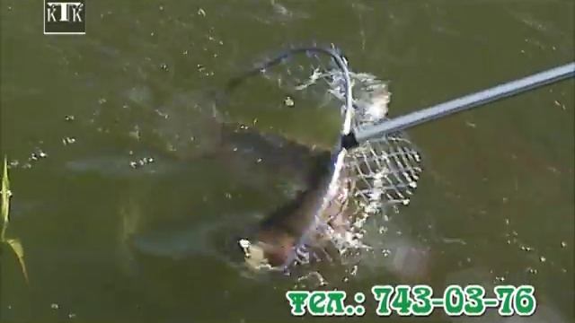 Рыбное хозяйство Барабой