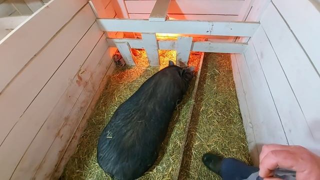 самый маленький поросёнок Пепы! гусята на выпасе! смотреть онлайн