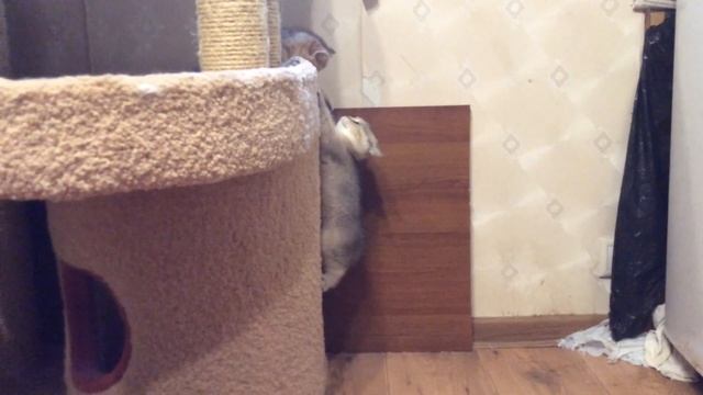 Золотые породистые британские котята - продажа котят