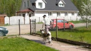 Дрессировка американской акиты Джерри. Комплекс упражнений у калитки усадьбы