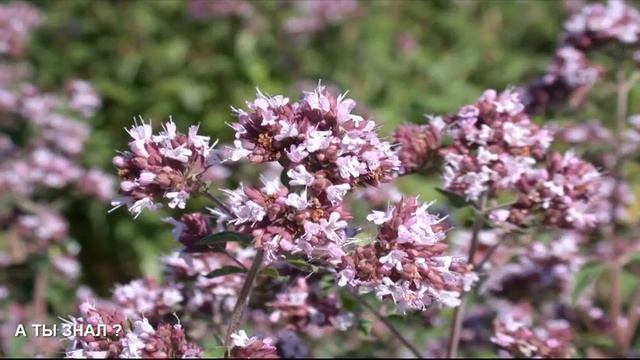 С МОЛОЧНИЦЕЙ справится простая трава / Как избавиться от кандидоза смотреть онлайн