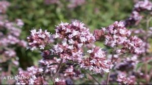 С МОЛОЧНИЦЕЙ справится простая трава / Как избавиться от кандидоза