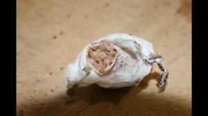 Разведение паука птицееда Tapinauchenius gigas (гигаса)