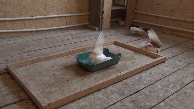 Русские турманы. Советы по приобретению голубей.