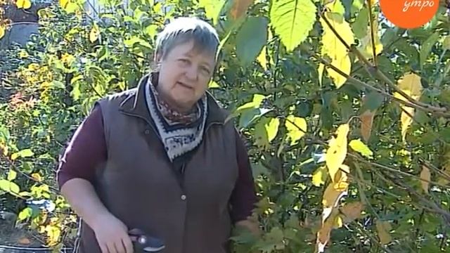 Надежда Черненко дает советы по обрезке смородины смотреть онлайн