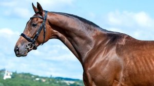 Внук легендарного Секретариата предлагается к продаже | скачки | продажа на HOMART