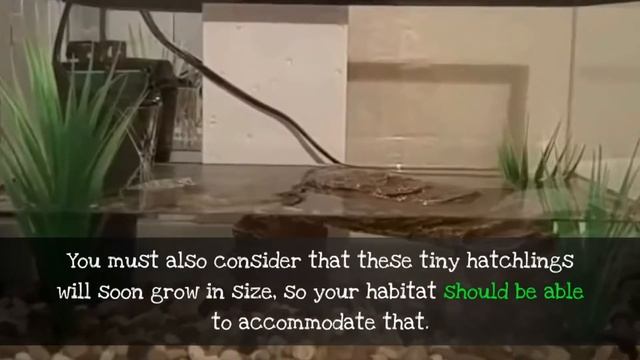 Red Eared Slider Basics | Red Eared Slider Care Guide смотреть онлайн