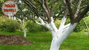 Почему и зачем красят деревья в белый цвет?