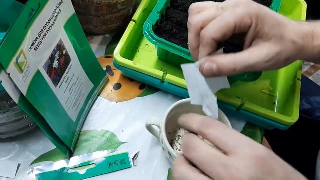 ВЫРАЩИВАЮ ВЕРБЕНУ НОВЫМ СПОСОБОМ семенами ВСХОЖЕСТЬ 100% РЕЗУЛЬТАТ без потерь вербена