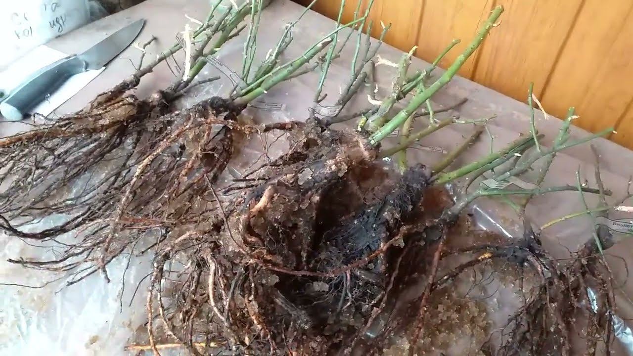 РОЗЫ. Четвёртая посылка. Родственники в сборе! смотреть онлайн