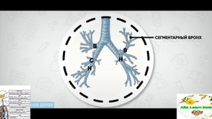 Строение легких за 3 минуты. Анатомия человека 8 класс