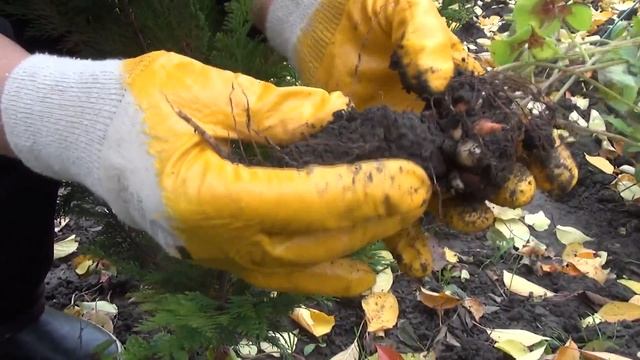 Выкапываем луковицы кислицы четырёхлистной.