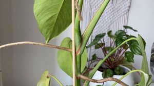 Борзига или Делициоза? как отличить эти монстеры?