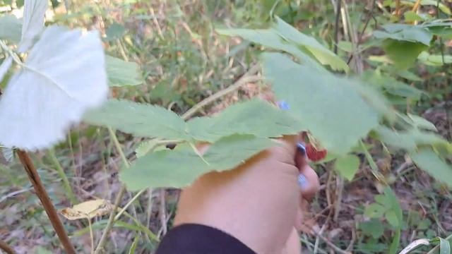 Грибы.Каркаралинск2023 смотреть онлайн