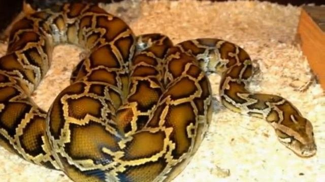 домашний питон гигантских размеров хотел скушать свою хозяйку