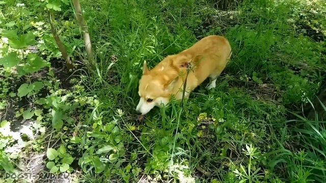 Когда пастушья собака и сама не прочь попастись ) Гуляем с Лимоном