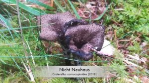 Nicht Neuhaus - Craterellus cornucopioides (2018)