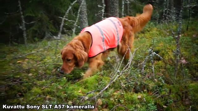 Sony SLT-A57 testikuvaa video смотреть онлайн