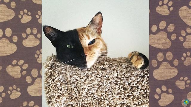 Знакомьтесь, это Венера — кошка с двумя лицами смотреть онлайн