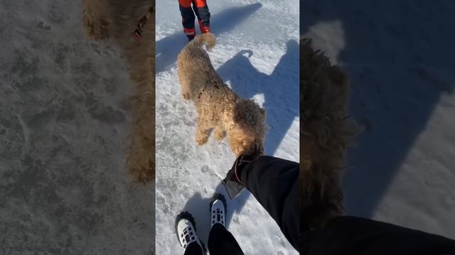 Элегантная собака для охоты на речных крыс и выдр! Фотосессия для Эрдельтерьера ?