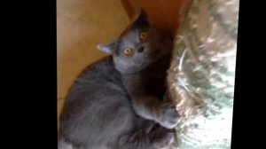 Кот бесится и носится