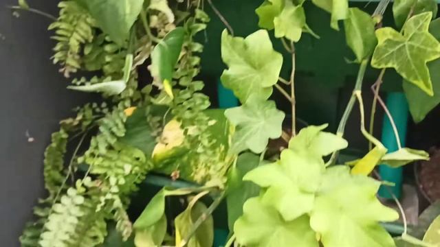 фитостена из комнатных растений в ЛеруаМерлене смотреть онлайн