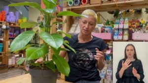 Фикус Альтиссима { СУРДОПЕРЕВОД } яркий, стройный, неприхотливый | Один из лучших фикусов