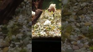 Редкие кадры. Спаривание улитки Хелена.