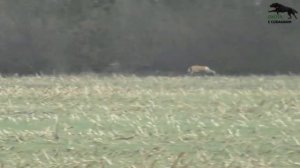 Охота с хортыми борзыми, сезон 2022-2023г .1часть