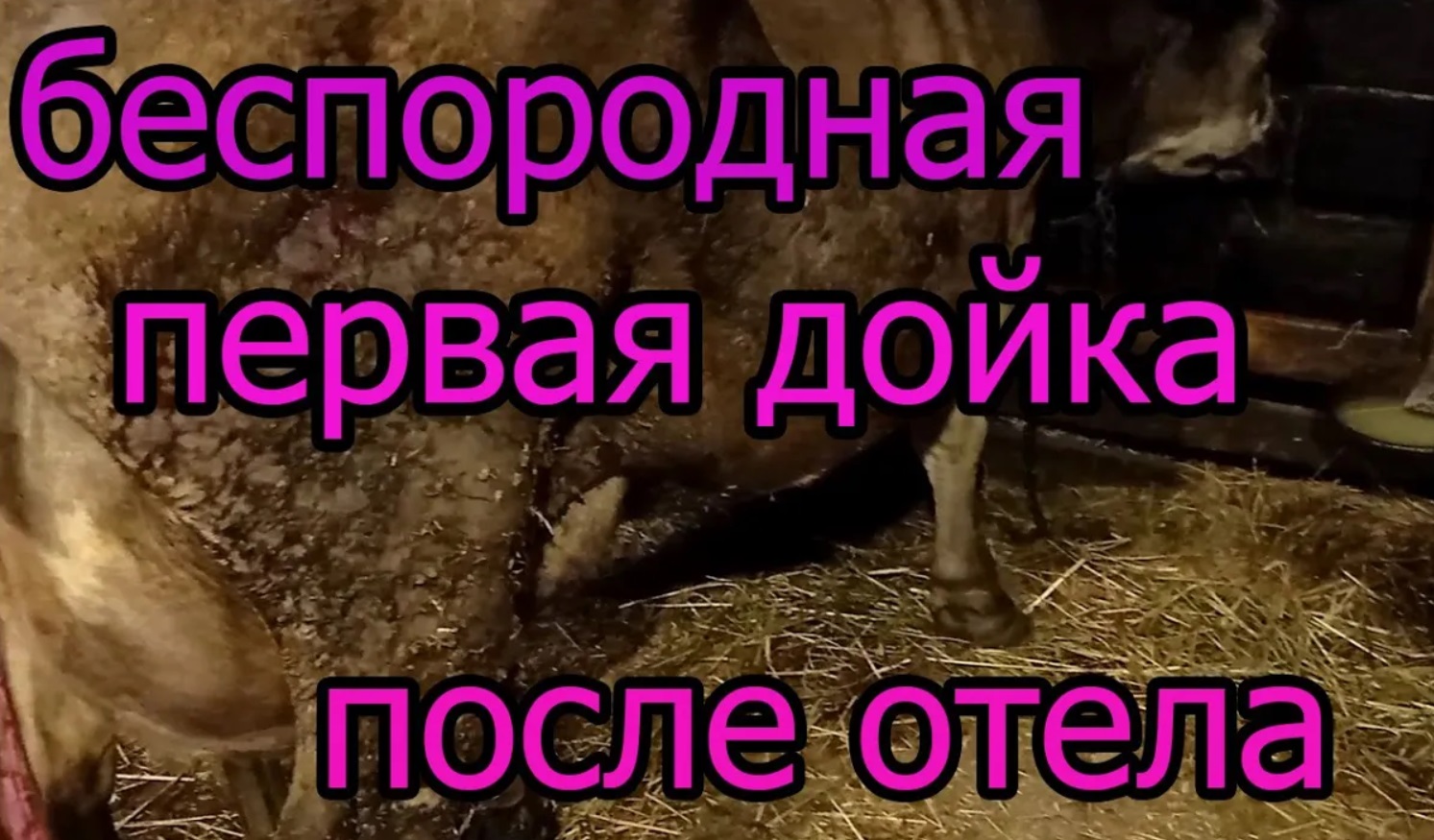 Дойка после отела