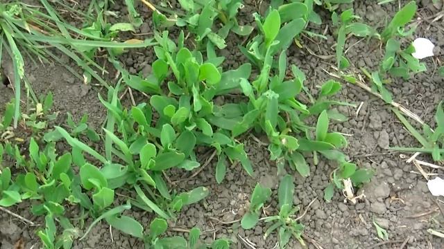 Народный метод борьбы с муравьями,без химикатов. смотреть онлайн