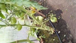 ТОП-7 ЛУЧШИХ ЗЕЛЕНЫХ сортов ТОМАТОВ, сладкие и вкусные зеленые помидоры, сезон 2021 года