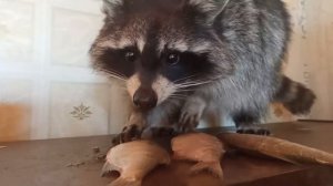 Домашний енот полоскун
