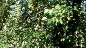 ДИКАЯ ГРУША ЛЕЧИТ ЖЕЛУДОК , ЦИСТИТ, ДИАРЕЮ, ПРОСТАТИТ, АТЕРОСКЛЕРОЗ , ДИАБЕТ .