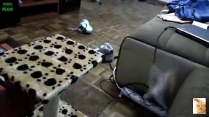 Кошки падают